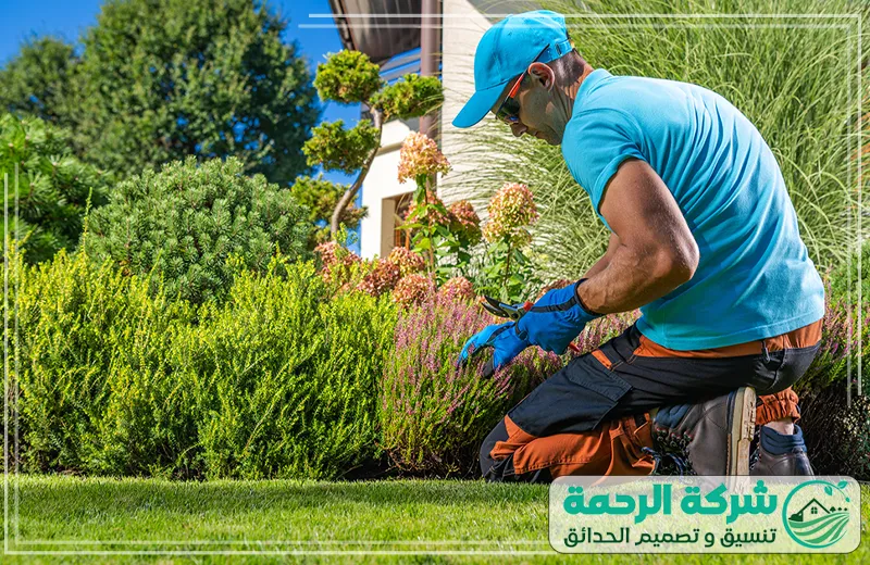 تنسيق حدائق بيشة الجنوب خدمات احترافية في العناية بالحدائق 0559460943 شركة الرحمة فني من شركة الرحمة يعمل على تنسيق الحديقة، يقوم بقص النباتات بدقة لتشكيل منظر طبيعي جميل ومتناغم.