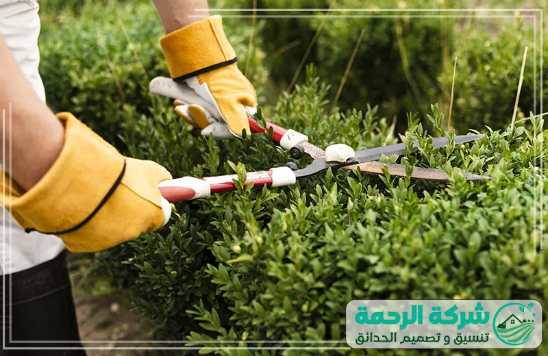 شركة تنسيق حدائق جازان تقليم الشجيرات بمهارة 0559460943 شركة الرحمة تنسيق حدائق جازان: تقليم الشجيرات بعناية باستخدام أدوات حديثة لضمان شكل مرتب وجميل.