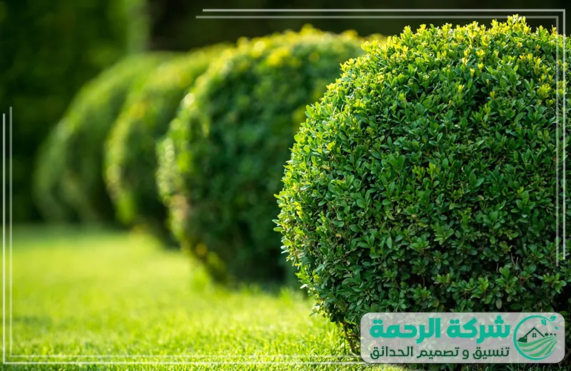 شركة تنسيق حدائق جازان تقليم وتنسيق النباتات للجمال الطبيعي 0559460943 شركة الرحمة شركة تنسيق حدائق جازان تقليم النباتات بدقة لإنشاء تصميمات رائعة باستخدام مهارات متقنة.