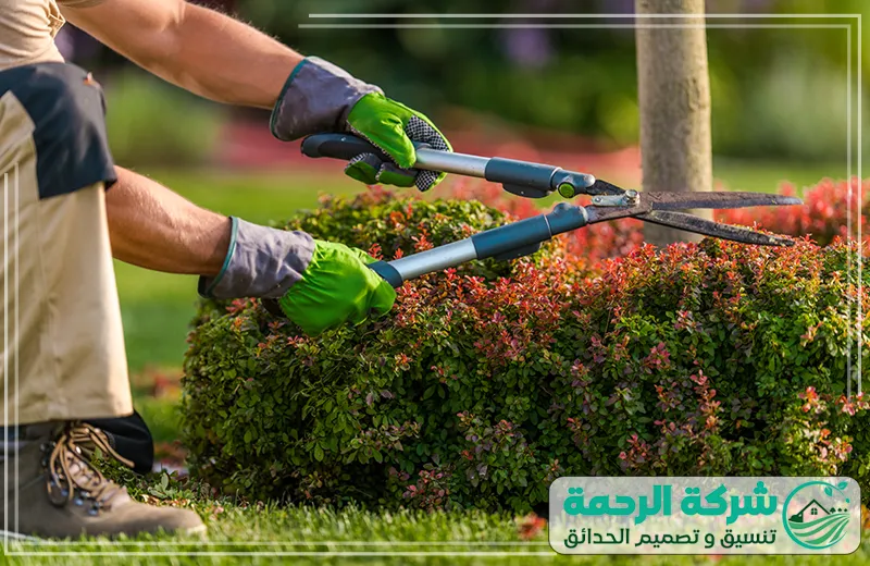 شركة تنسيق حدائق جازان تقليم النباتات وتحسين تصميم الحدائق 0559460943 شركة الرحمة شركة تنسيق حدائق جازان عمالة محترفة تقوم بتقليم النباتات بعناية لتحسين مظهر الحديقة.