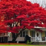 تنسيق حدائق الدمام 0559460943 119 شركة تنسيق حدائق 90