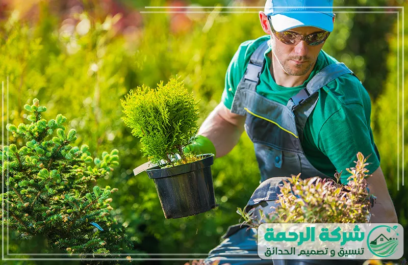 تنسيق حدائق الطائف 0559460943 شركة الرحمة حديقة جميلة ومتوازنة عامل في تنسيق حدائق الطائف يزرع شجيرة جديدة بعناية، مع التركيز على العناية بالنباتات واختيار الأنواع المناسبة لكل حديقة.
