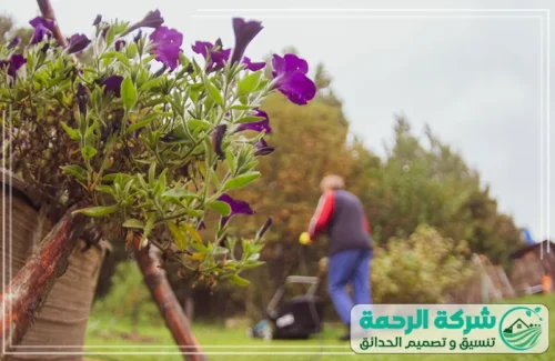 تركيب عشب صناعي بمكه 0559460943 شركة الرحمة : تفريغ حاوية العشب المقصوص بعد الانتهاء من تسوية المسطح الأخضر.