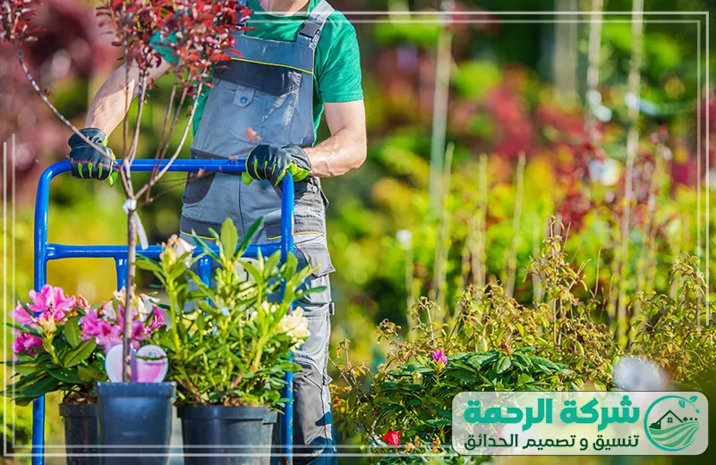 تنسيق حدائق المدينة المنورة نقل النباتات لحدائق متكاملة 0559460943 شركة الرحمة عامل شركة تنسيق حدائق المدينة المنورة يقوم بنقل النباتات في حديقة باستخدام عربة يدوية أثناء تنسيق حدائق المدينة المنورة.