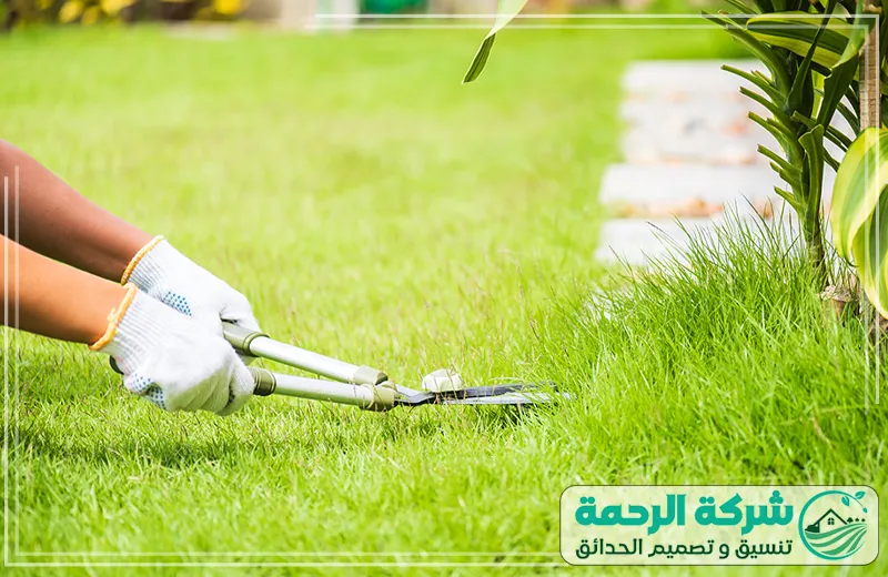 تنسيق حدائق المدينة المنورة تقليم العشب لحدائق أكثر جمالًا 0559460943 شركة الرحمة عامل شركة تنسيق حدائق المدينة المنورة يقوم بتقليم العشب في حديقة باستخدام المقص لتنسيق العشب وتجميل المساحة الخضراء.