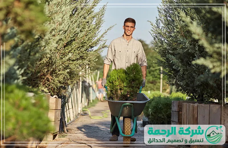 تنسيق حدائق الطائف العناية المثالية بنقل النباتات 0559460943 شركة الرحمة فني يقوم بنقل النباتات باستخدام عربة يدوية في مشتل، حيث يظهر الاهتمام بتنسيق النباتات في تنسيق حدائق الطائف.