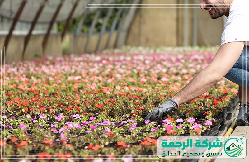 تنسيق حدائق الطائف: اهتمام بتفاصيل النباتات 0559460943 شركة الرحمة عامل يقوم بتنظيم وزراعة الأزهار الملونة في مشتل، يعكس تنسيق حدائق الطائف باحترافية وعناية لضمان نباتات صحية.