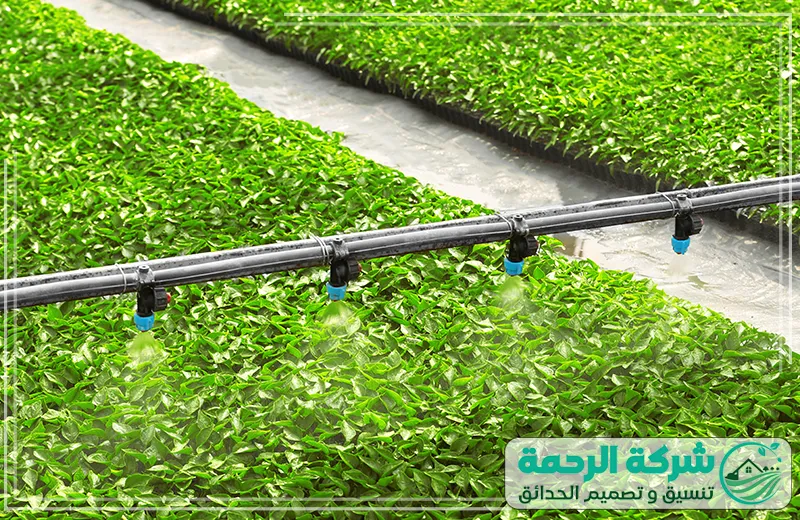 أنظمة الري بالرش للحدائق 0559460943 شركة الرحمة نظام الري بالرش يعرض توزيع المياه عبر رشاشات متطورة تعمل على تغطية المساحات الواسعة بشكل مثالي من شركة تركيب شبكات ري بالمدينة المنورة