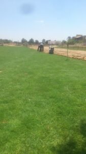 عشب طبيعي 14