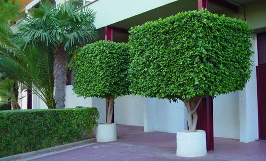 قص اشجار بجدة 4 شركة ازالة الاشجار بجدة