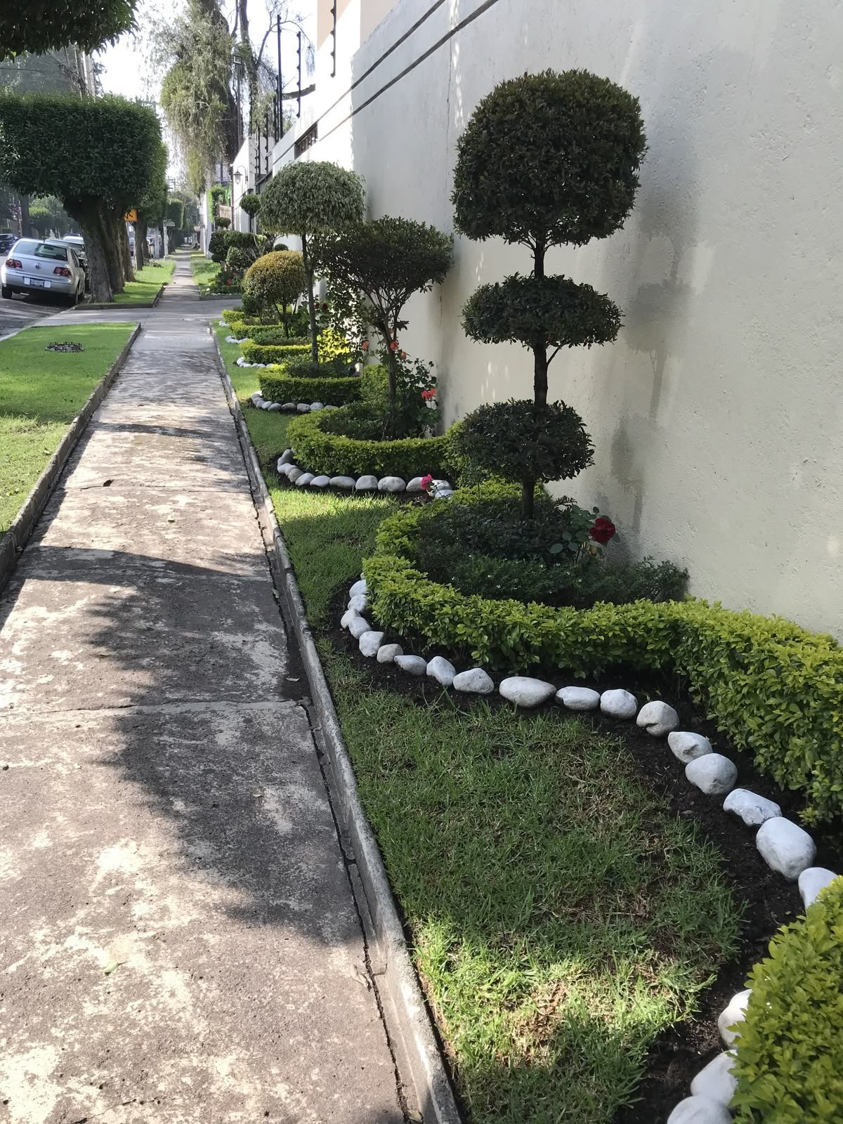 قص اشجار بجدة 1 قص اشجار بجدة