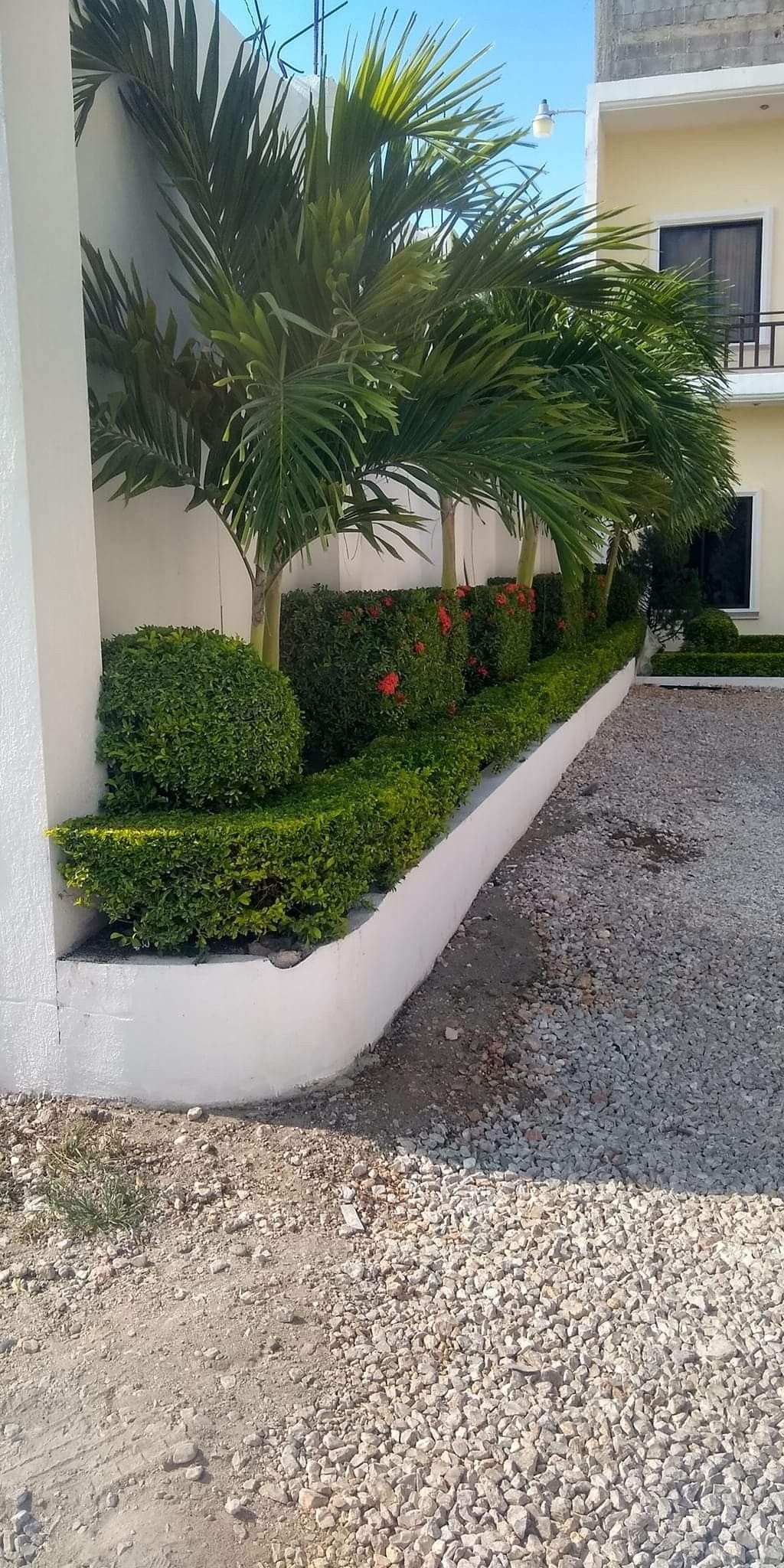 قص اشجار بجدة 2 قص الأشجار