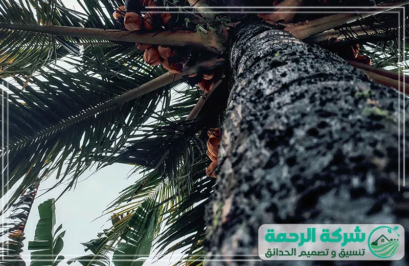 شركة تنظيف وتكريب النخيل بجدة