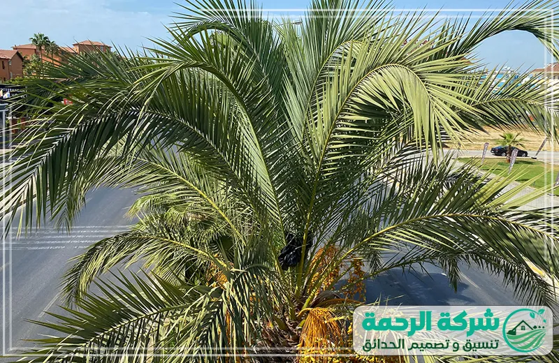 تنظيف وتكريب النخيل بجدة تحسين جودة النخيل مع شركة الرحمة 0559460943 تقليم دقيق وتنظيف شامل لضمان صحة النخيل وزيادة إنتاجيته