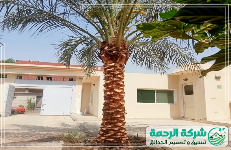 شركة تنظيف وتكريب النخيل بجدة خبرة طويلة في العناية بالنخيل 0559460943 شركة الرحمة تنظيف وتكريب النخيل بجدة من شركة الرحمة، لتحسين مظهر النخيل وحمايته من الآفات والحفاظ على نموه بشكل صحي.