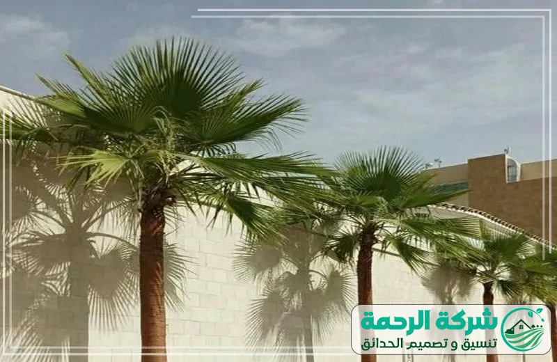 تنظيف وتكريب النخيل بجدة تعزيز صحة النخيل بجودة عالية 0559460943 شركة الرحمة خدمة تنظيف وتكريب النخيل بجدة، حيث يتم العناية بالنخيل وتنظيفه من الأتربة والجفاف لتحسين جودته
