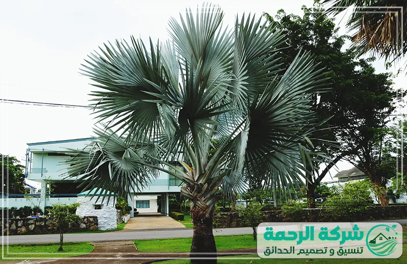 تنظيف وتكريب النخيل بجدة العناية الكاملة بنخيلك مع شركة الرحمة 0559460943 شركة الرحمة تقدم خدمة تنظيف وتكريب النخيل بجدة، لضمان صحة الأشجار وجمالها من خلال تقليم دقيق وتنظيف فعال.