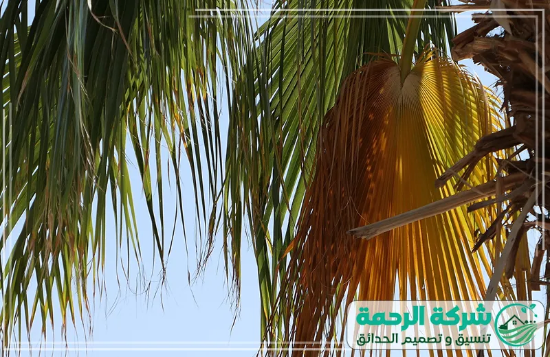 تنظيف وتكريب النخيل بجدة – خبرة وعناية كاملة بنخيلك 0559460943 شركة الرحمة خدمة تنظيف وتكريب النخيل بجدة، حيث يتم العناية الشاملة بالنخيل عبر تقليم وتنظيف الأشجار للحصول على أفضل النتائج