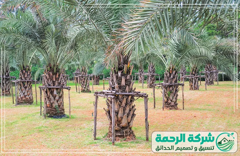 تنظيف وتكريب النخيل بجدة – خدمة احترافية لتحسين صحة النخيل 0559460943 شركة الرحمة خدمة تنظيف وتكريب النخيل بجدة من شركة الرحمة، حيث يتم تقليم الأشجار وتنظيفها بشكل احترافي لضمان أفضل نمو وصحة للنخيل