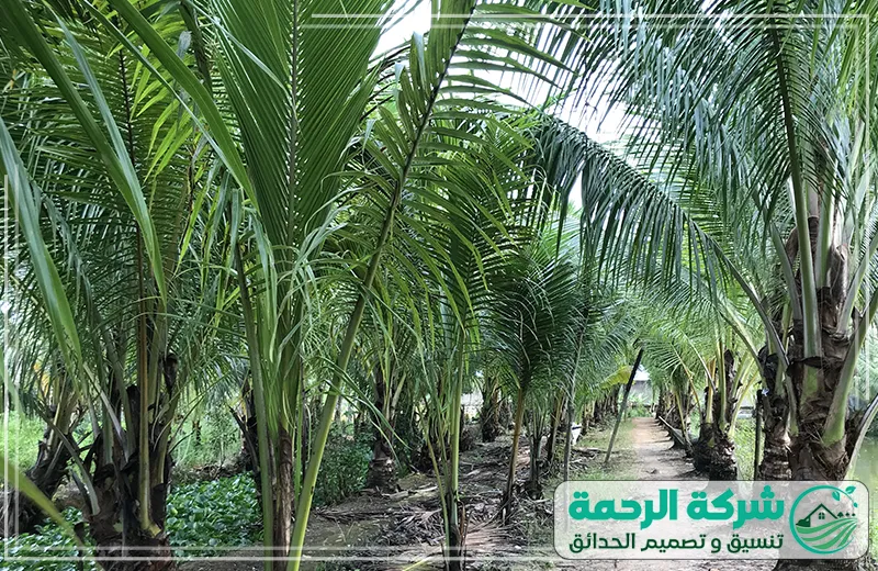 شركة تنظيف وتكريب النخيل بجدة: لتحسين مظهر وجمال حدائقك 0559460943 شركة الرجمة تنظيف وتكريب نخيل بجدة باستخدام أحدث الأساليب لضمان صحة النخيل وتحسين مظهر الحدائق