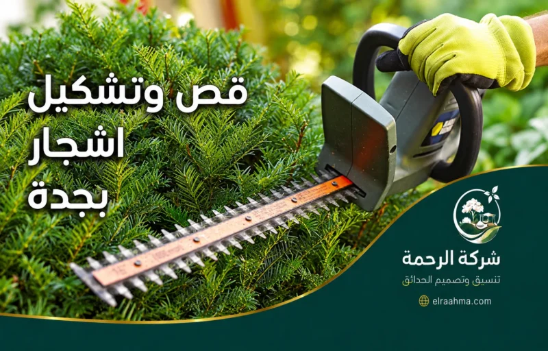 قص وتشكيل أشجار بجدة - شركة الرحمة قص وتشكيل أشجار بجدة باستخدام مقص كهربائي لتسوية الشجيرات والحفاظ على شكلها المنتظم