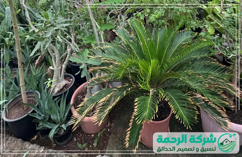 مشاتل نباتات الزينة جدة 0559460943 الرحمة يقدم المشتل نباتات عالية الجودة من الأشجار والورود تناسب الحدائق والمنازل بجمالها الطبيعي.