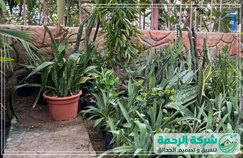 بيع شتلات في جدة 0559460943 الرحمة المشتل يوفر نباتات مختارة بعناية من الأشجار والورود لتلبية احتياجات التنسيق بجودة ممتازة.