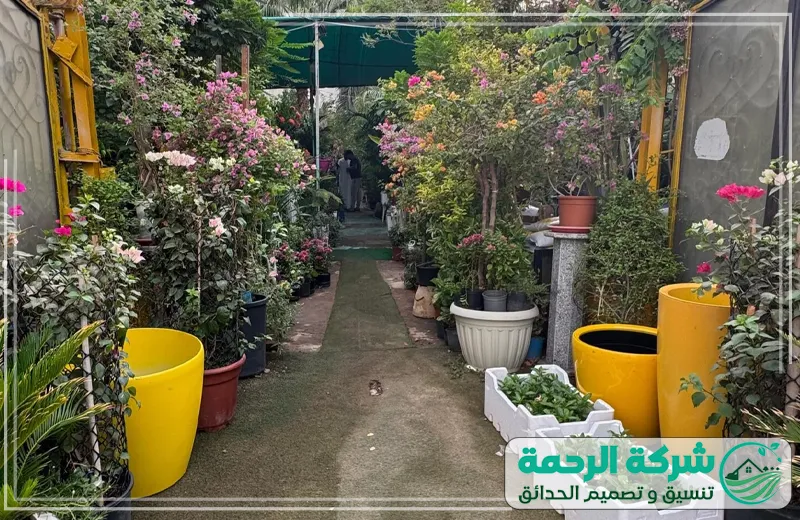 مشتل نباتات خارجية جدة 0559460943 الرحمة في المشتل تجد خيارات واسعة من الورود والأشجار التي تتمتع بنضارة ولون قوي وجودة استثنائية.