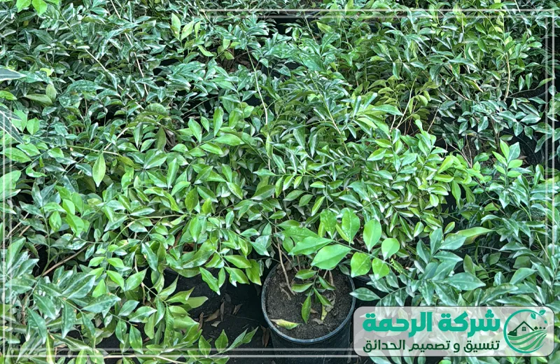 مشاتل توفر تركيب شبكات ري بجدة 0559460943 الرحمة يقدم المشتل نباتات عالية الجودة من الأشجار والورود تناسب الحدائق والمنازل بجمالها الطبيعي.