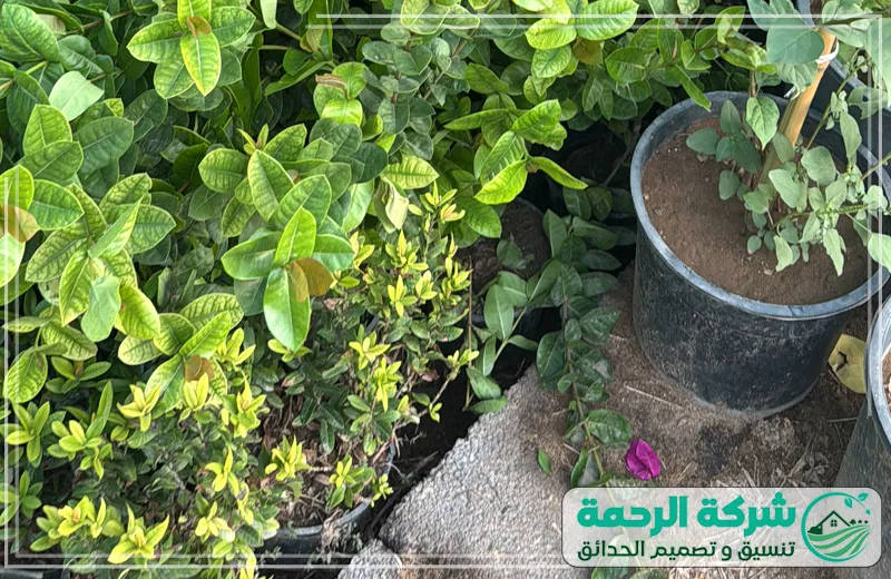 مشتل حدائق جدة 0559460943 الرحمة في المشتل تجد خيارات واسعة من الورود والأشجار التي تتمتع بنضارة ولون قوي وجودة استثنائية.