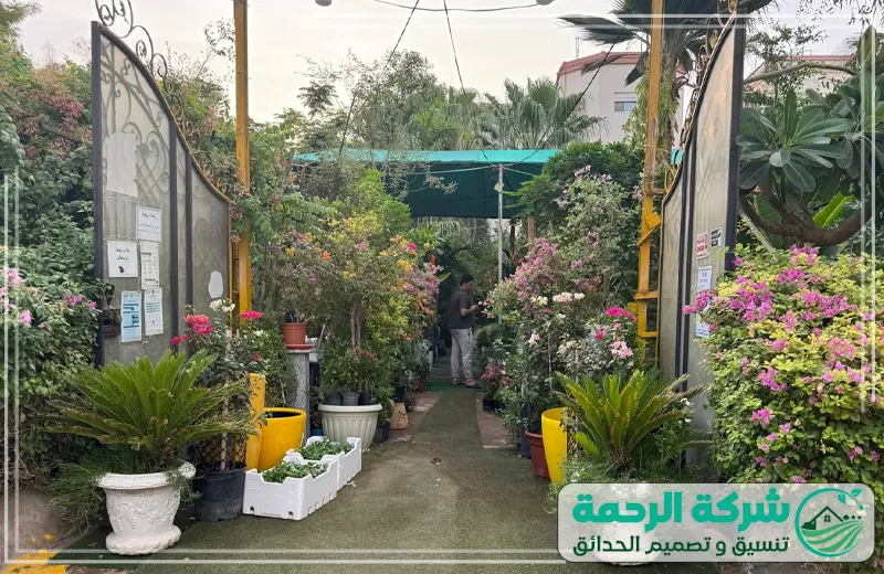 مشاتل جدة 0559460943 الرحمة المشتل يقدم أشجارًا وورودًا مختارة بعناية، تتميز بجودة عالية ونمو صحي يناسب مختلف المساحات.