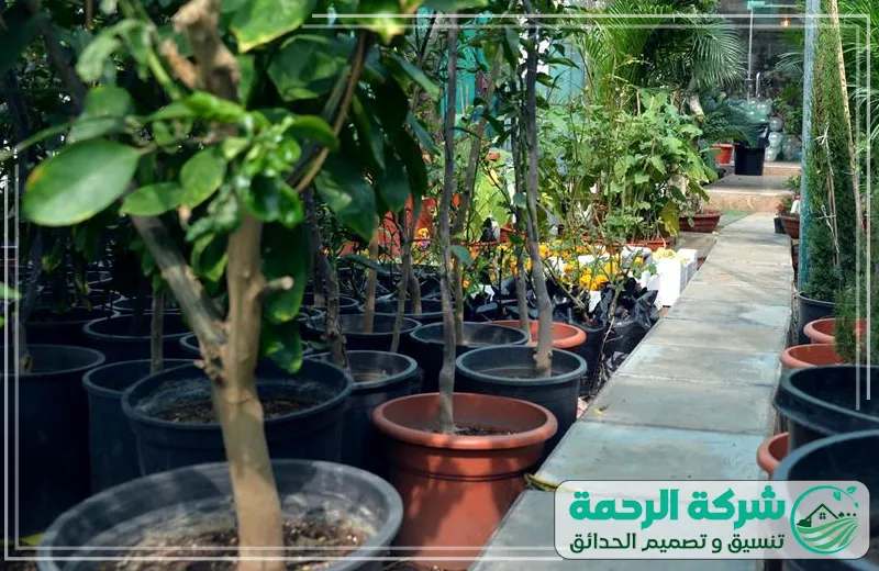 أفضل مشتل في جدة 0559460943 الرحمة المشتل يوفّر أشجارًا وورودًا مزروعة بعناية دقيقة، لتقديم نباتات قوية بجودة مميزة.