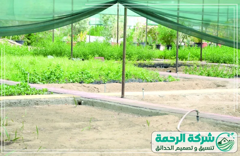 مشتل زراعي جدة 0559460943 الرحمة نباتات المشتل تشمل أجود أنواع الأشجار والورود التي تُربّى في بيئة مثالية لضمان نمو صحي.