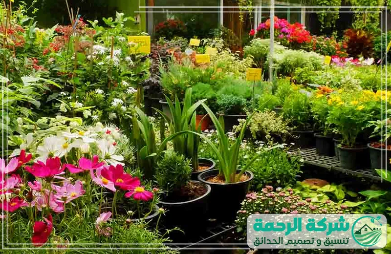 مشاتل بيع نباتات جدة 0559460943 الرحمة يضم المشتل تشكيلة واسعة من الأشجار والورود المختارة بعناية لتلبية كل احتياجات التنسيق الزراعي.