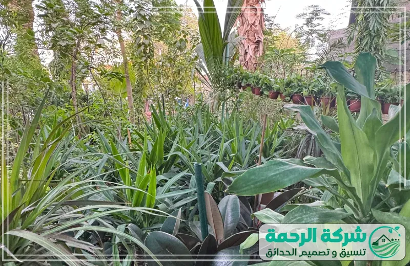 مشاتل نخيل جدة 0559460943 الرحمة يوفر المشتل نباتات متنوعة من الأشجار والورود بقوة إنبات ممتازة وجودة ثابتة.