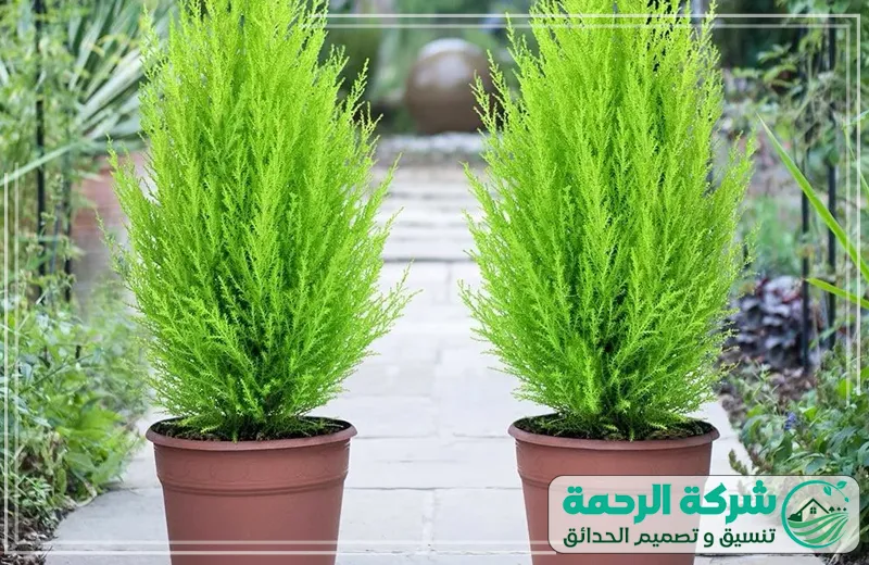 مشاتل أشجار مثمرة جدة 0559460943 الرحمة الأشجار والورود في المشتل تتميز بجذورها القوية ونموها المتوازن بفضل الرعاية اليومية.