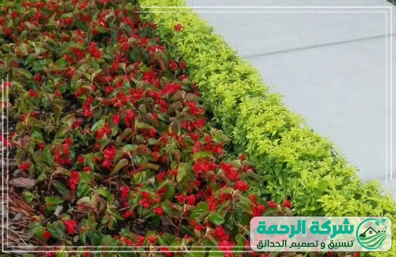 زراعه الاشجار والنخيل والورود بجدة