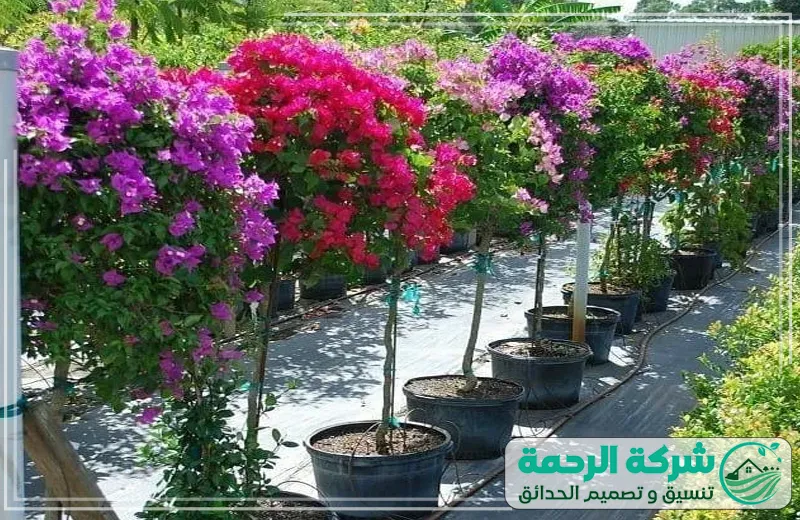 أعمال التشجير بجدة 0559460943 الرحمة حديقة حنينة مليئة بالأشجار، تصميم رائع من شركة الرحمة بأعلى جودة واهتمام بالتفاصيل.