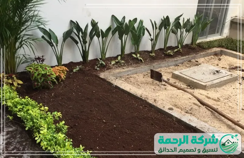 زراعه الاشجار والنخيل والورود بجدة 1 Planting trees palms and roses 3