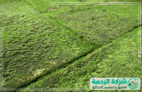 افكار بالعشب الصناعي بمكة 0559460943 شركة الرحمة تركيب عشب صناعي بمكة للملاعب والمساحات الخارجية بواسطة شركة الرحمة