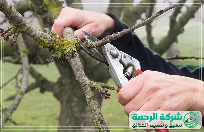 شركة تقطيع الاشجار بمكة 0559460943 الرحمة يقوم الفني بقص الأشجار بدقة، مع الحفاظ على شكلها الطبيعي وسلامة النباتات المحيطة.