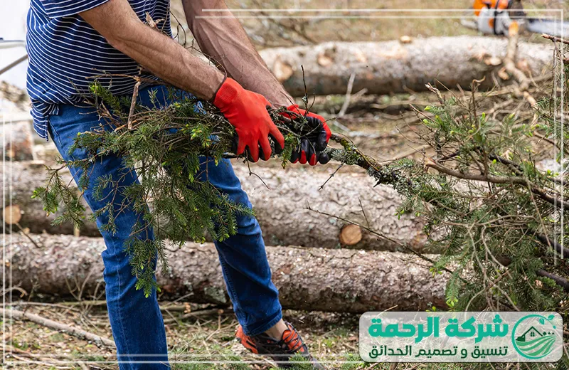عامل قص شجر مكة 0559460943 الرحمة يهتم الفني بإزالة الفروع الجافة والخطيرة لضمان صحة الأشجار وجمال الحديقة بشكل آمن.