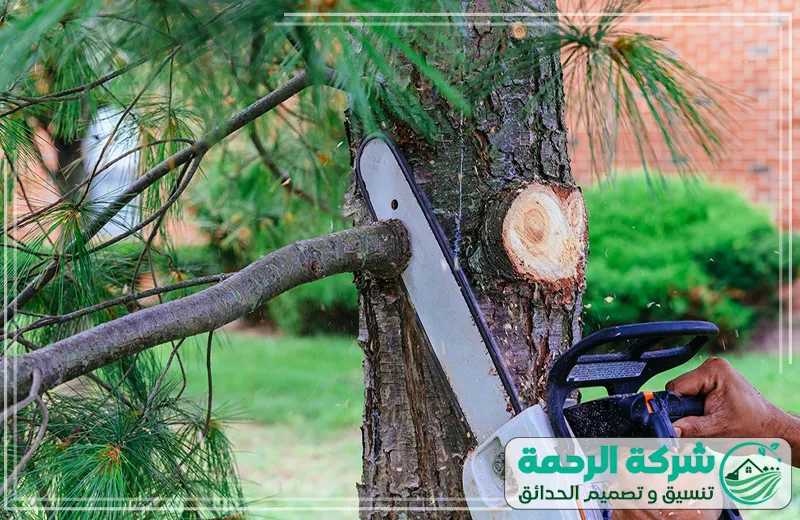 قص الأشجار للمنازل والحدائق بمكة 0559460943 الرحمة يهتم الفني بتشكيل الأشجار بشكل جميل، مع تعزيز التهوية والنمو الطبيعي للنباتات.