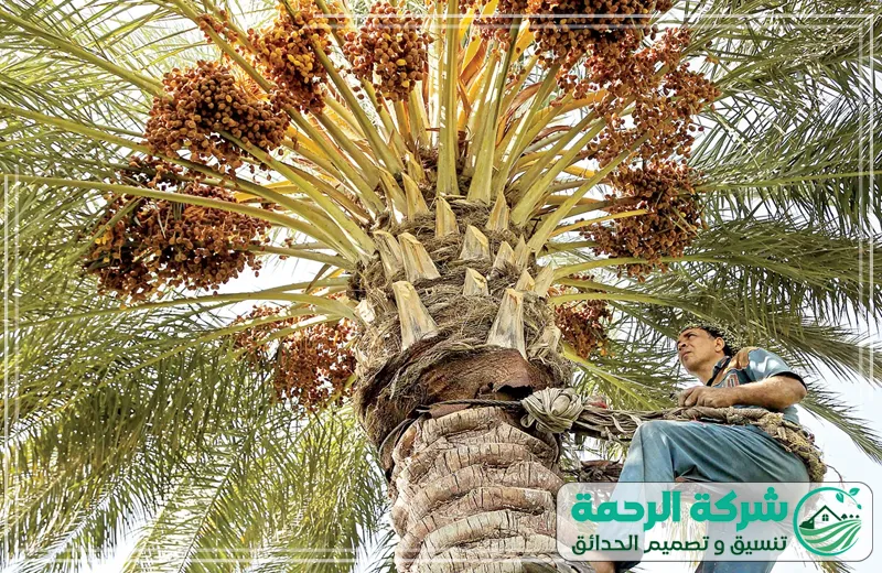 شركة تكريب وتلقيح النخل بمكة