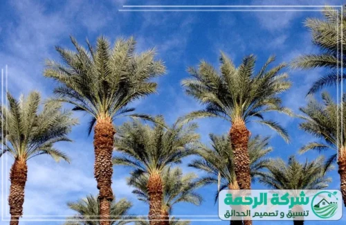 افضل شركة تكريب وتلقيح النخيل بمكة 0559460943 شركة الرحمة شركة الرحمة أثناء تكريب النخيل بمكة باستخدام أدوات زراعية متخصصة