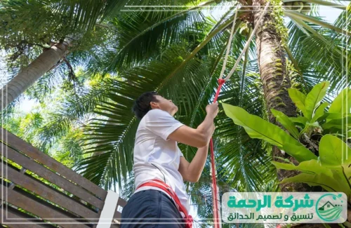 تلقيح النخل بمكة 0559460943 شركة الرحمة أعمال تلقيح النخل في مكة التي تنفذها شركة الرحمة بخبرة ميدانية