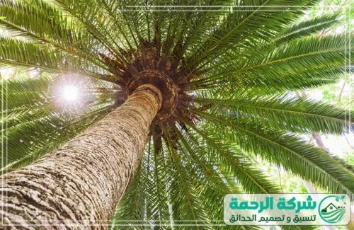 تكريب نخل واشنطونيا بمكة 0559460943 شركة الرحمة خدمة تكريب نخل احترافية بمكة مقدمة من شركة الرحمة