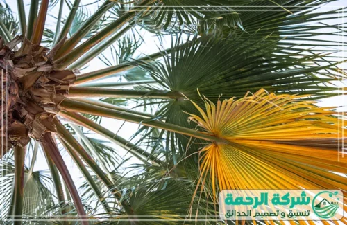 تسميد النخيل بمكة 0559460943 شركة الرحمة تنفيذ مراحل تلقيح النخيل بطريقة صحيحة على يد شركة الرحمة بمكة