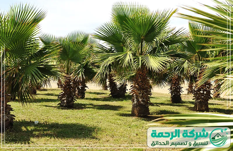 زراعة الاشجار والنخيل بمكة