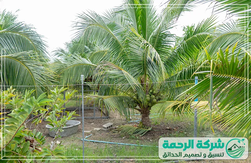 شركة زراعة الاشجار والنخيل بمكة بالضمان 0559460943 الرحمة يقوم الفني بزراعة الأشجار والنخيل بعناية لضمان نمو صحي ومظهر جمالي رائع في المكان.